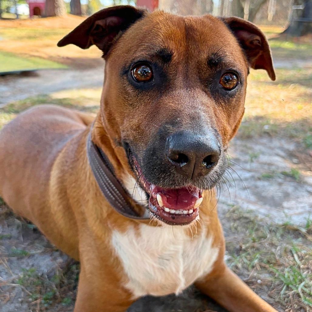 Enlarge Chase, a Adoptable mixed breed in Gainesville, GA image 3/3