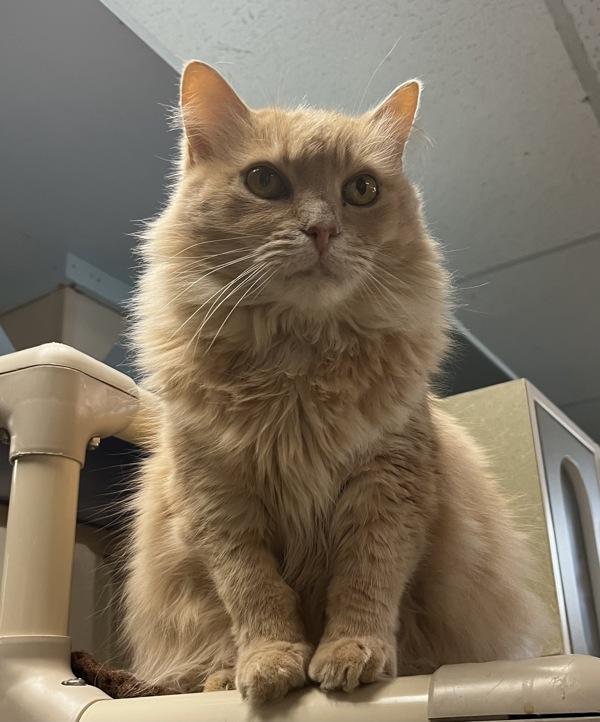 Zsa Zsa, Adoptable, Adult Female Domestic Medium Hair.