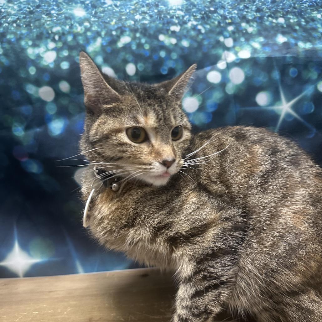 Pecan, Adoptable, Adult Female Domestic Short Hair.