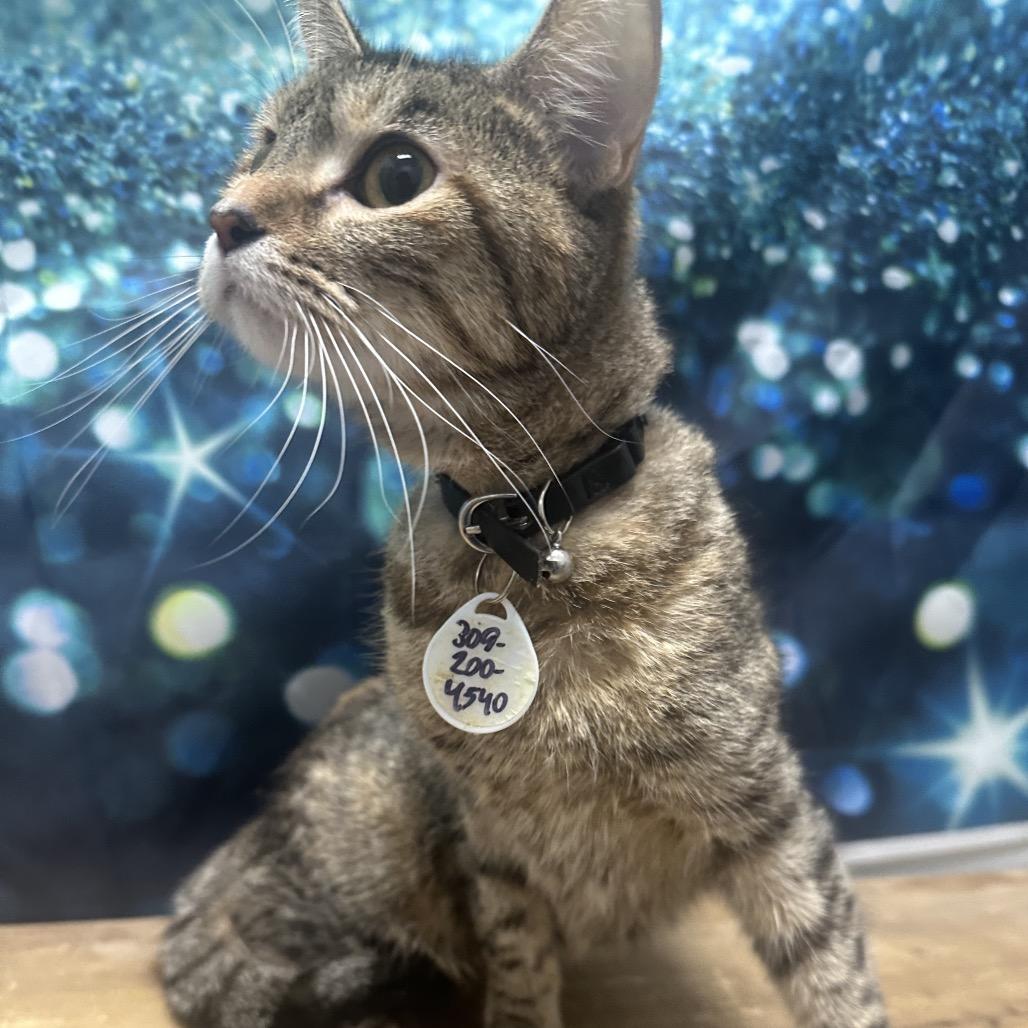 Enlarge Pecan, a Adoptable Domestic Short Hair in Normal, IL image 2/2