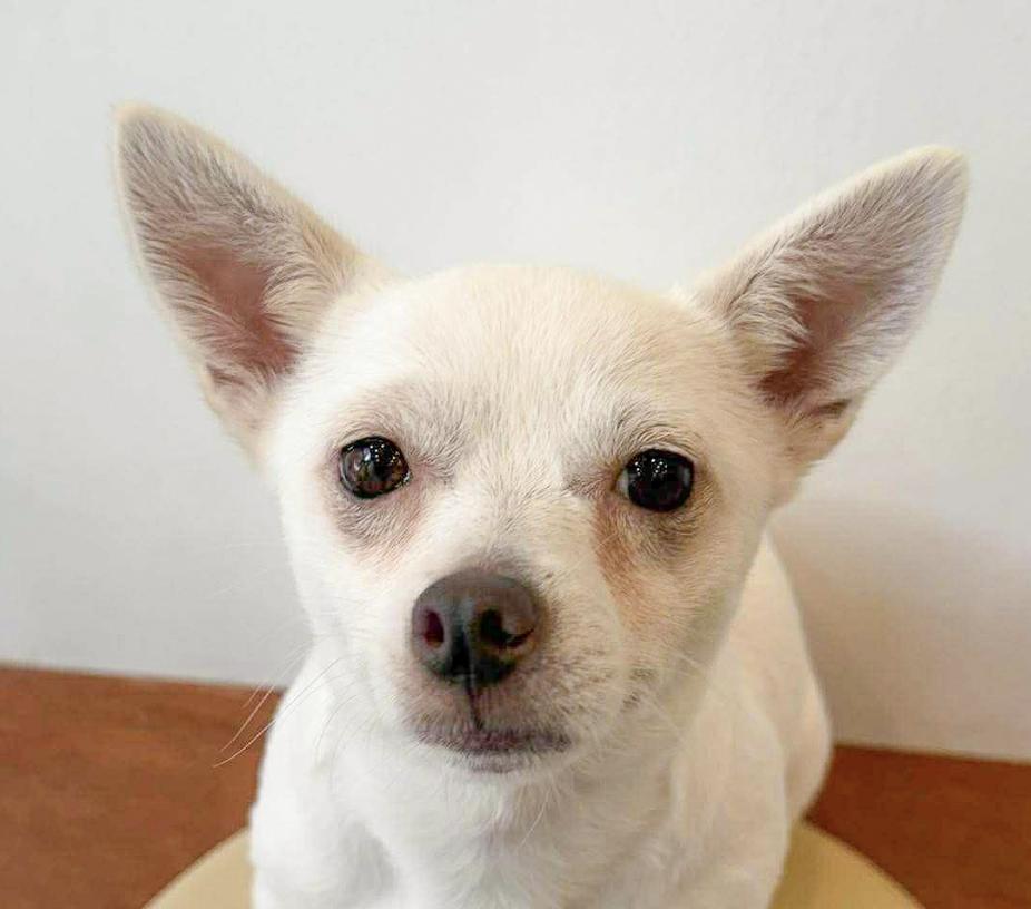 Kkomi, an adoptable Spitz in San Jose, CA, 95111 | Photo Image 1