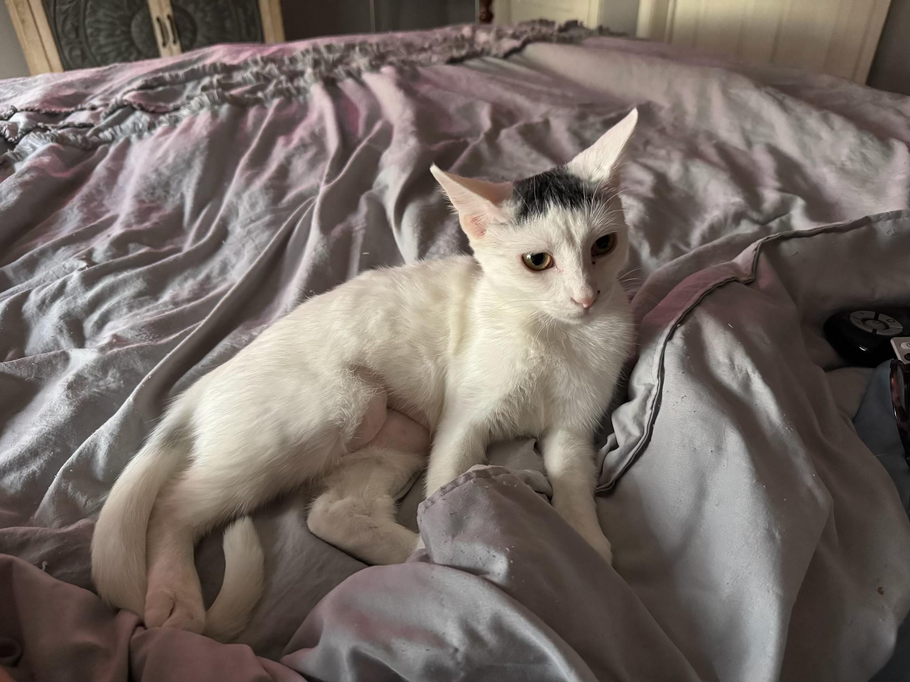 Enlarge Sara, a Adoptable mixed breed in Houston, TX image 1/4