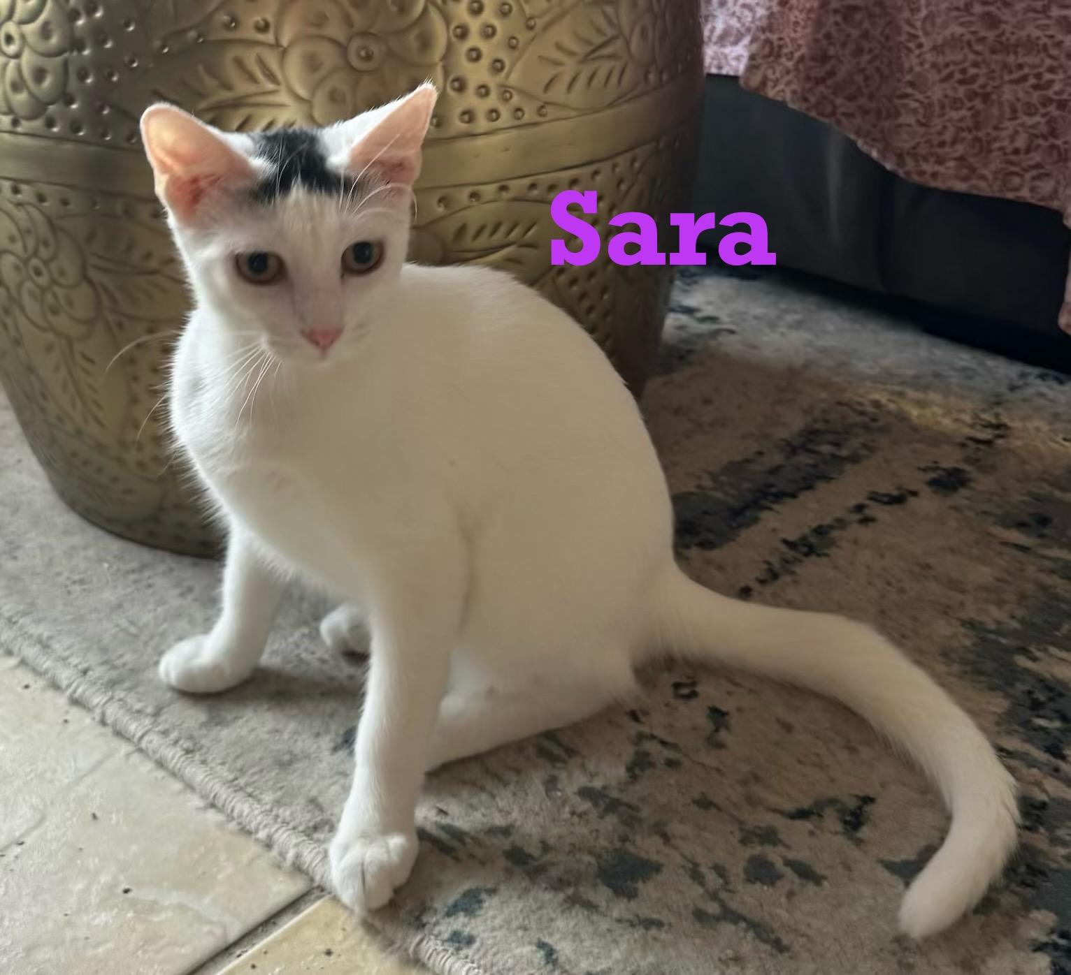 Enlarge Sara, a Adoptable mixed breed in Houston, TX image 2/4