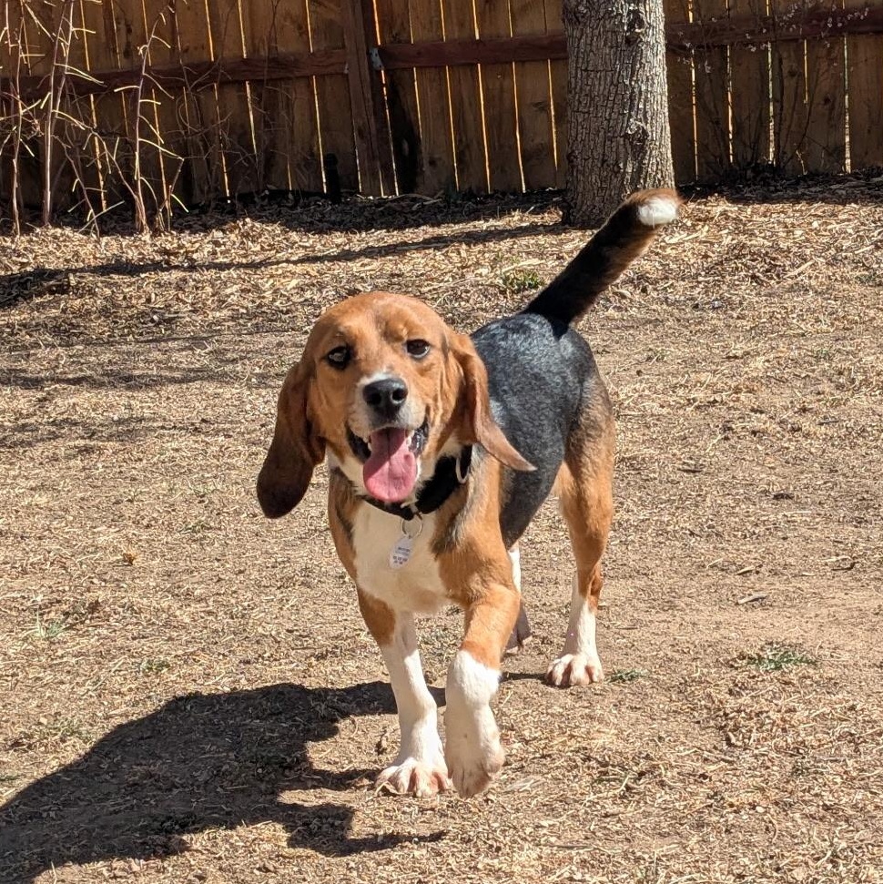 Enlarge Bruno , an adoption pending Beagle in Bellvue, CO image 1/6