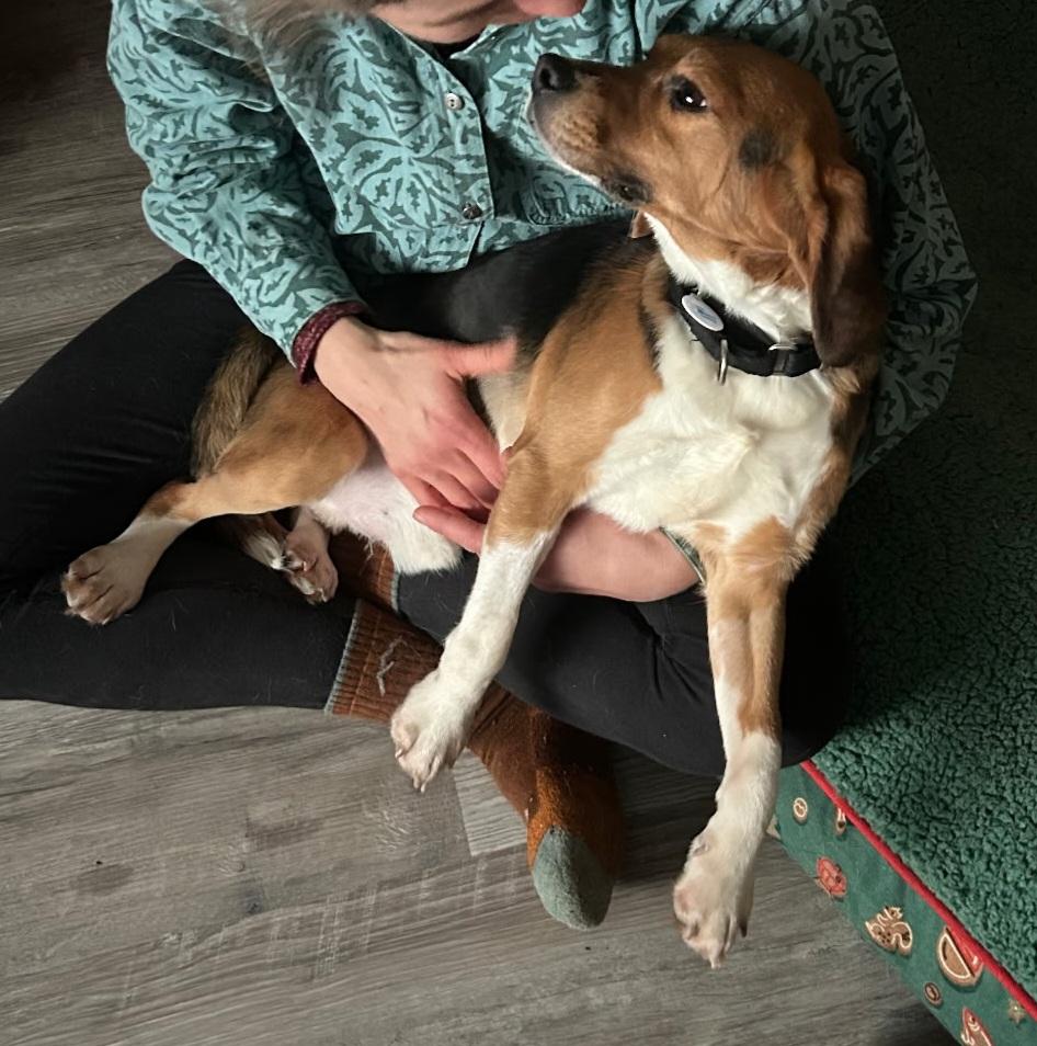 Enlarge Bruno , an adoption pending Beagle in Bellvue, CO image 6/6