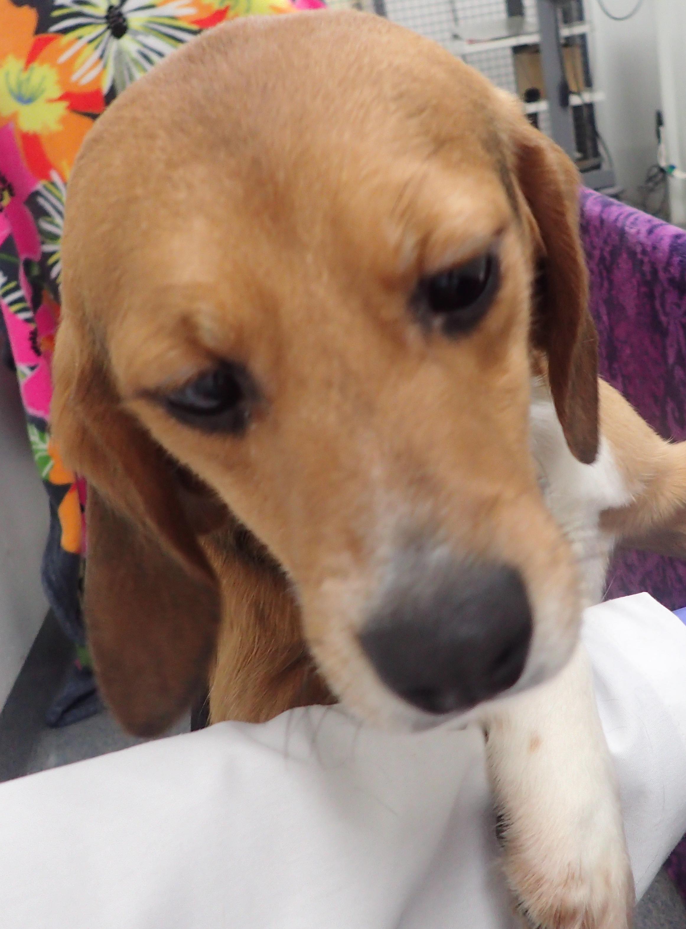Enlarge Bruno , an adoption pending Beagle in Bellvue, CO image 2/6