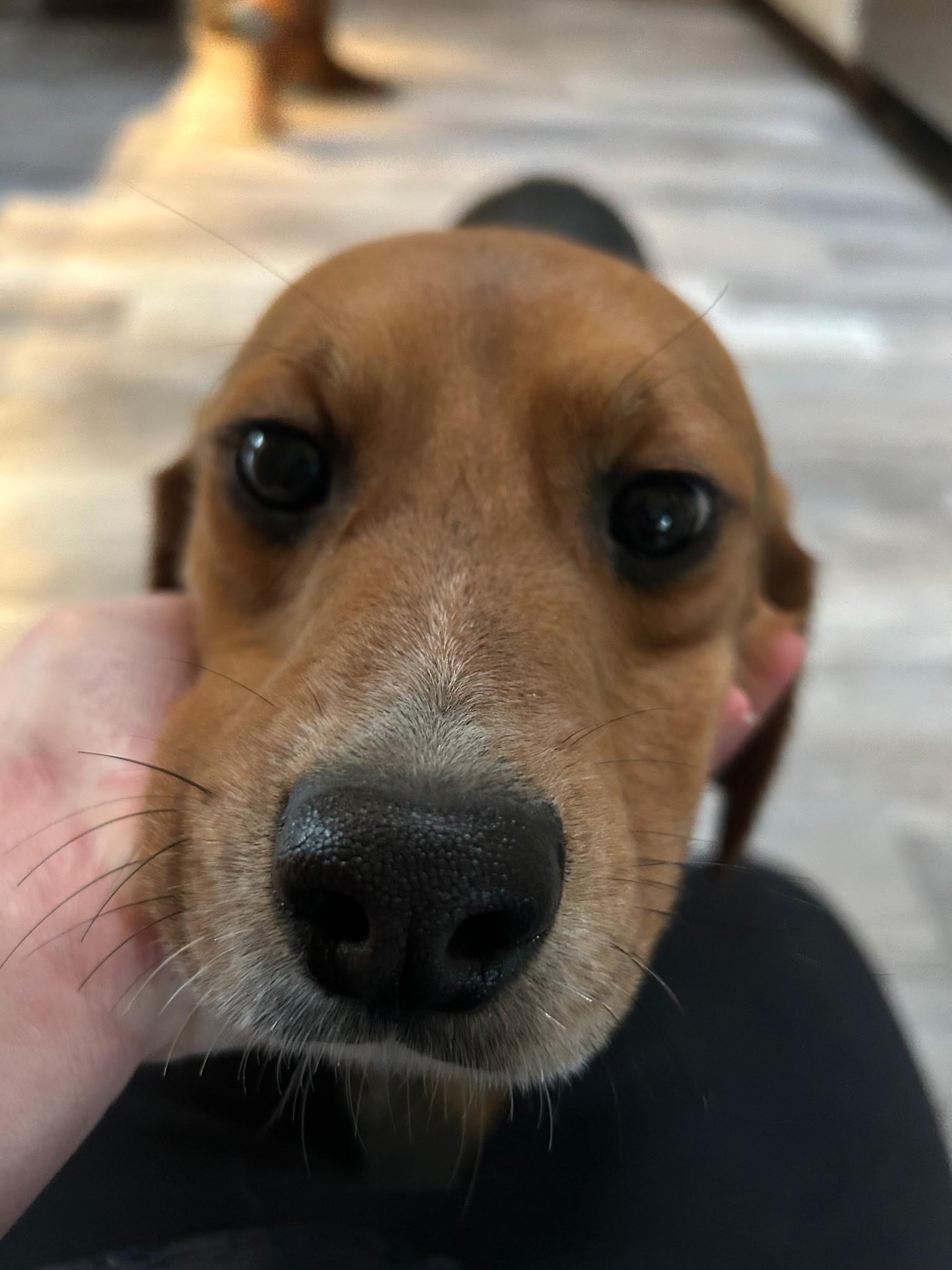 Enlarge Bruno , an adoption pending Beagle in Bellvue, CO image 4/6