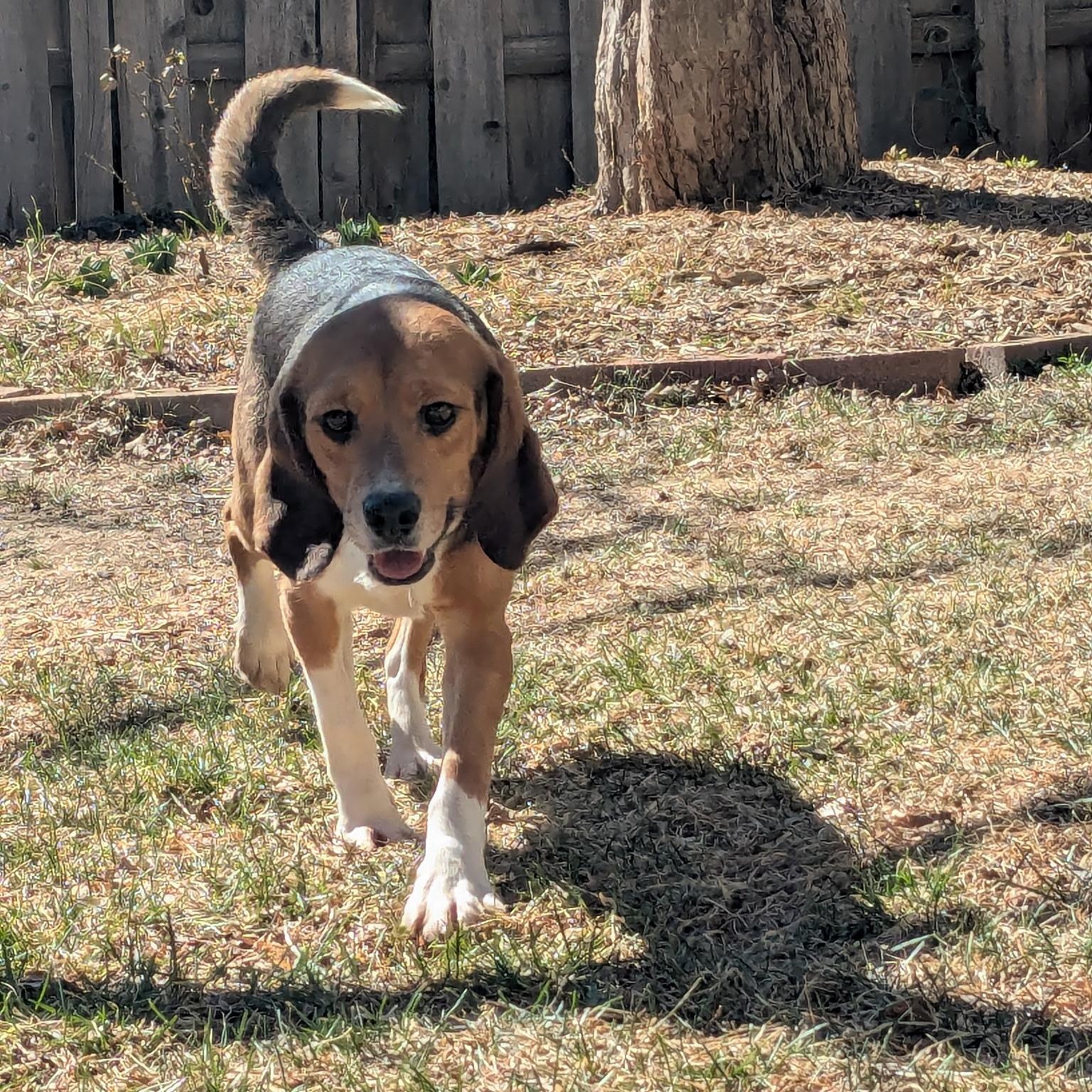 Enlarge Bruno , an adoption pending Beagle in Bellvue, CO image 5/6
