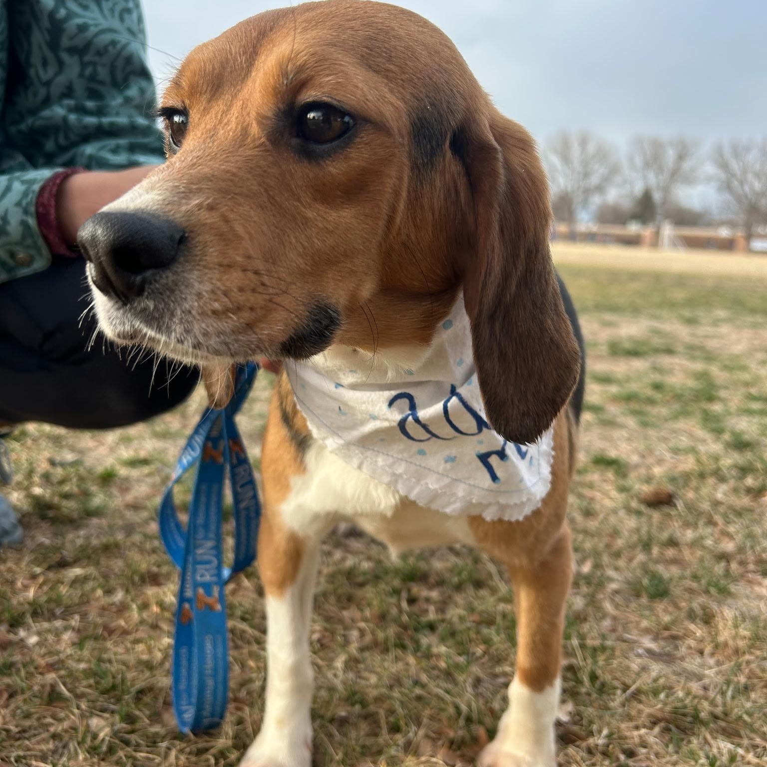 Enlarge Bruno , an adoption pending Beagle in Bellvue, CO image 3/6