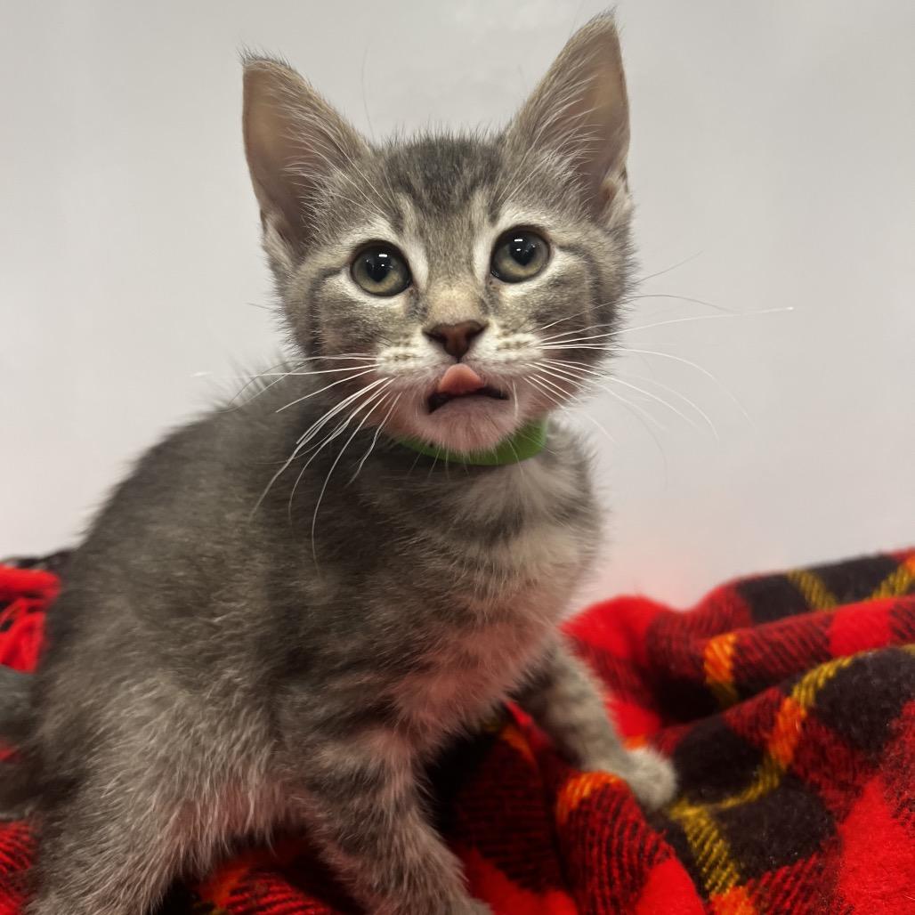 Joni, Adoptable, Kitten Female Domestic Short Hair.