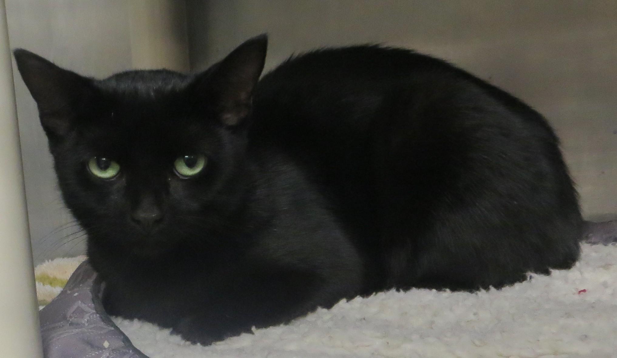Enlarge BLAKEY (Adoption Pending), a Adoptable Domestic Short Hair in Taunton, MA image 4/4
