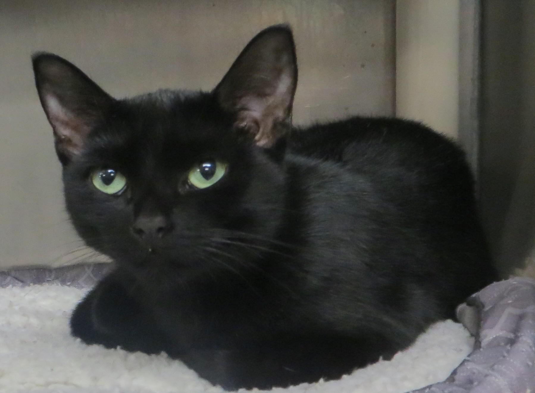 Enlarge BLAKEY (Adoption Pending), a Adoptable Domestic Short Hair in Taunton, MA image 1/4