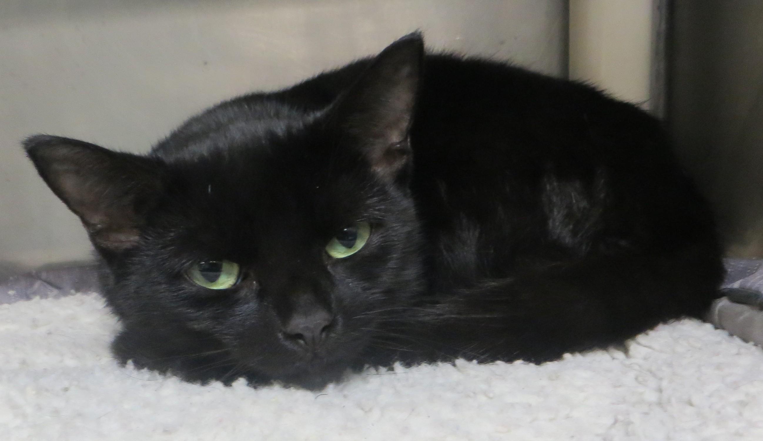 Enlarge BLAKEY (Adoption Pending), a Adoptable Domestic Short Hair in Taunton, MA image 3/4