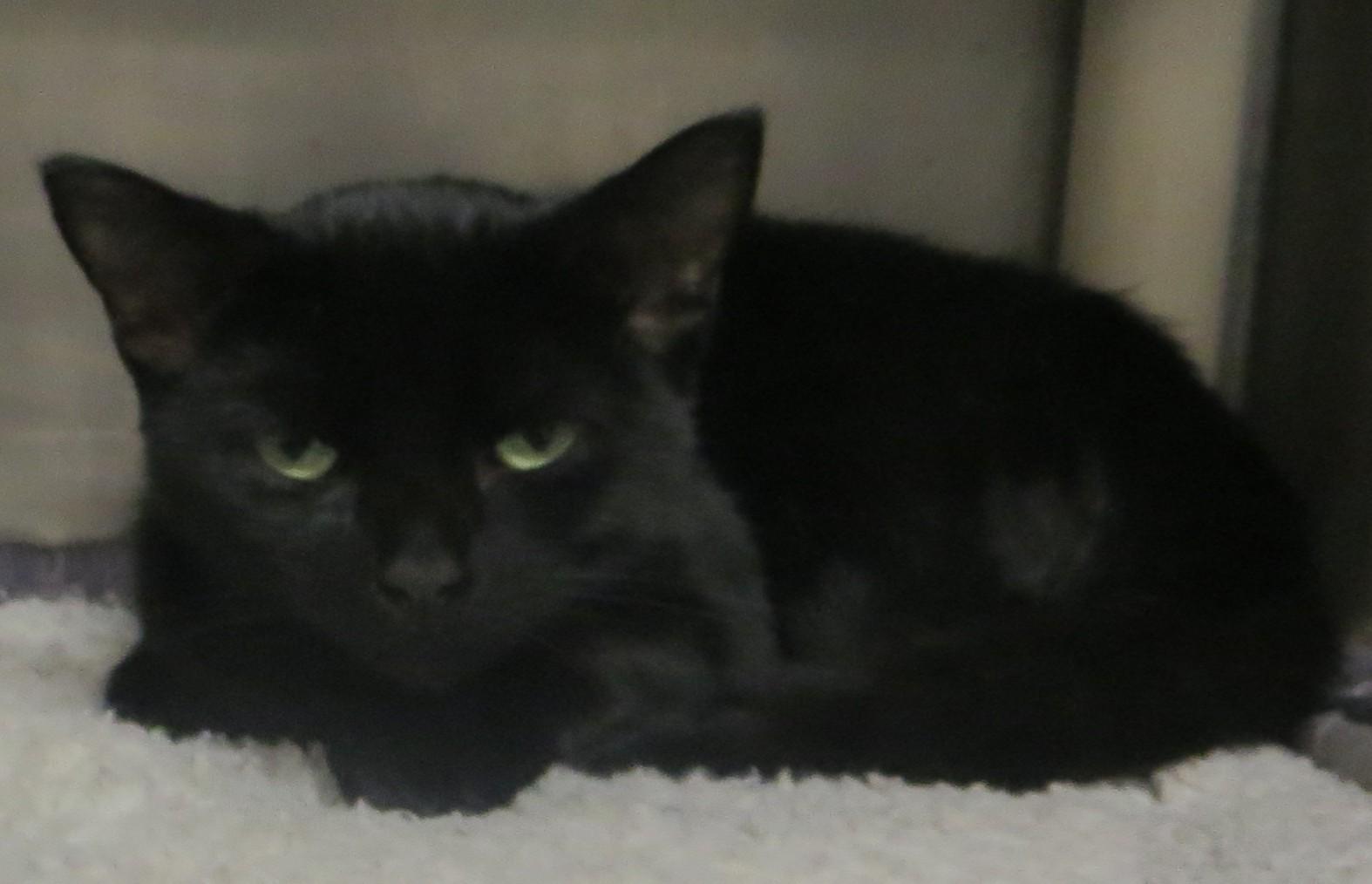 BLAKEY (Adoption Pending) - Adoptable Pet | Petfinder