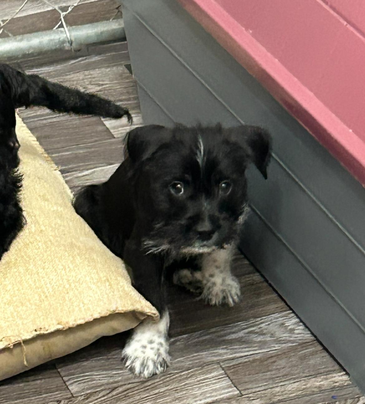 Pepper, adopted, Puppy Male Terrier & Labrador Retriever.