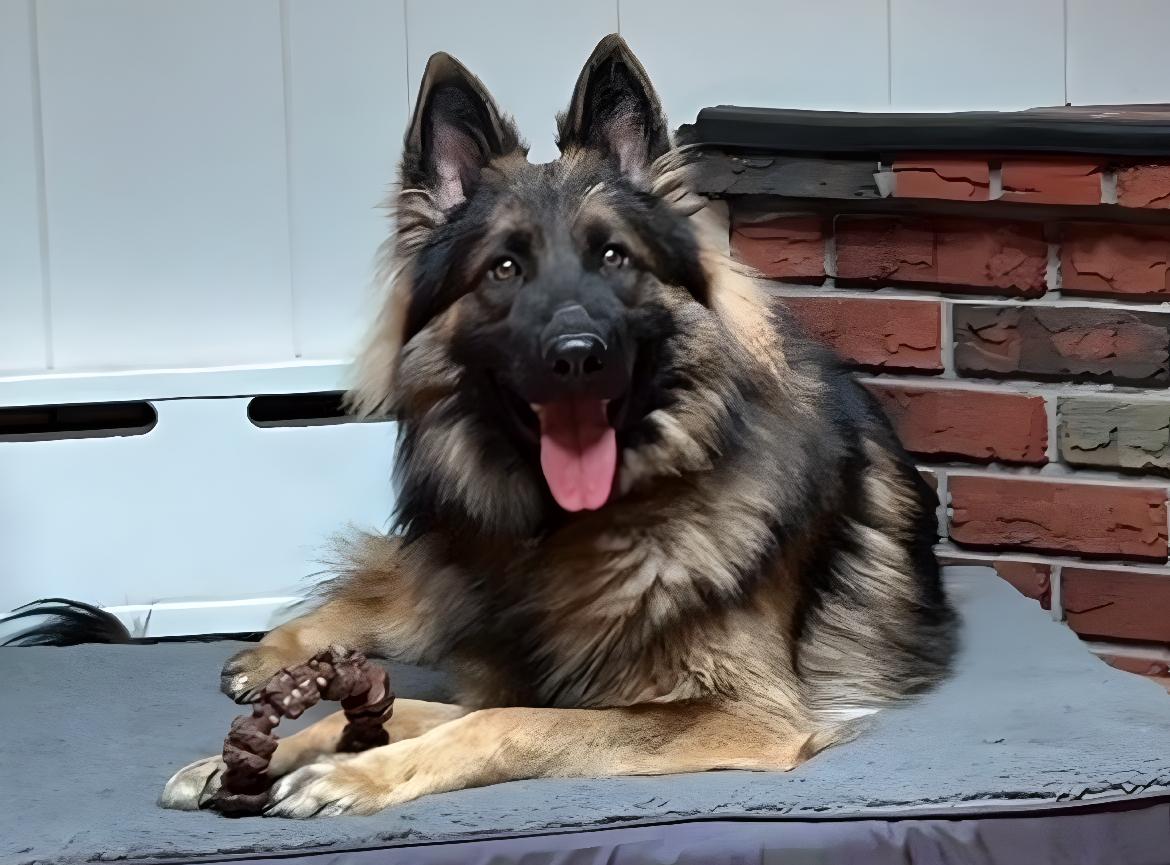 Enlarge Vinny, a ADOPTABLE German Shepherd Dog in Edison, NJ image 1/1