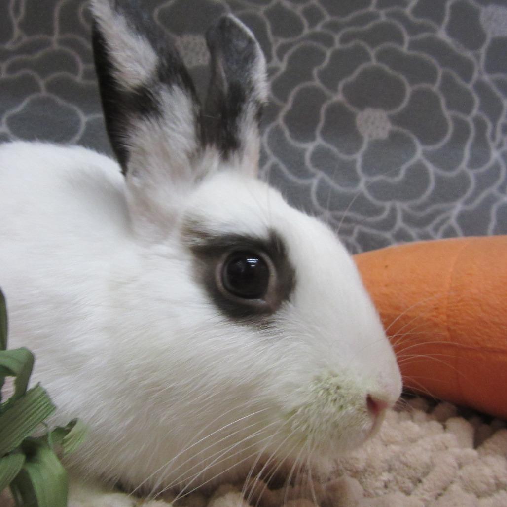 Enlarge Sesame, a Adoptable American in Newport, PA image 1/4