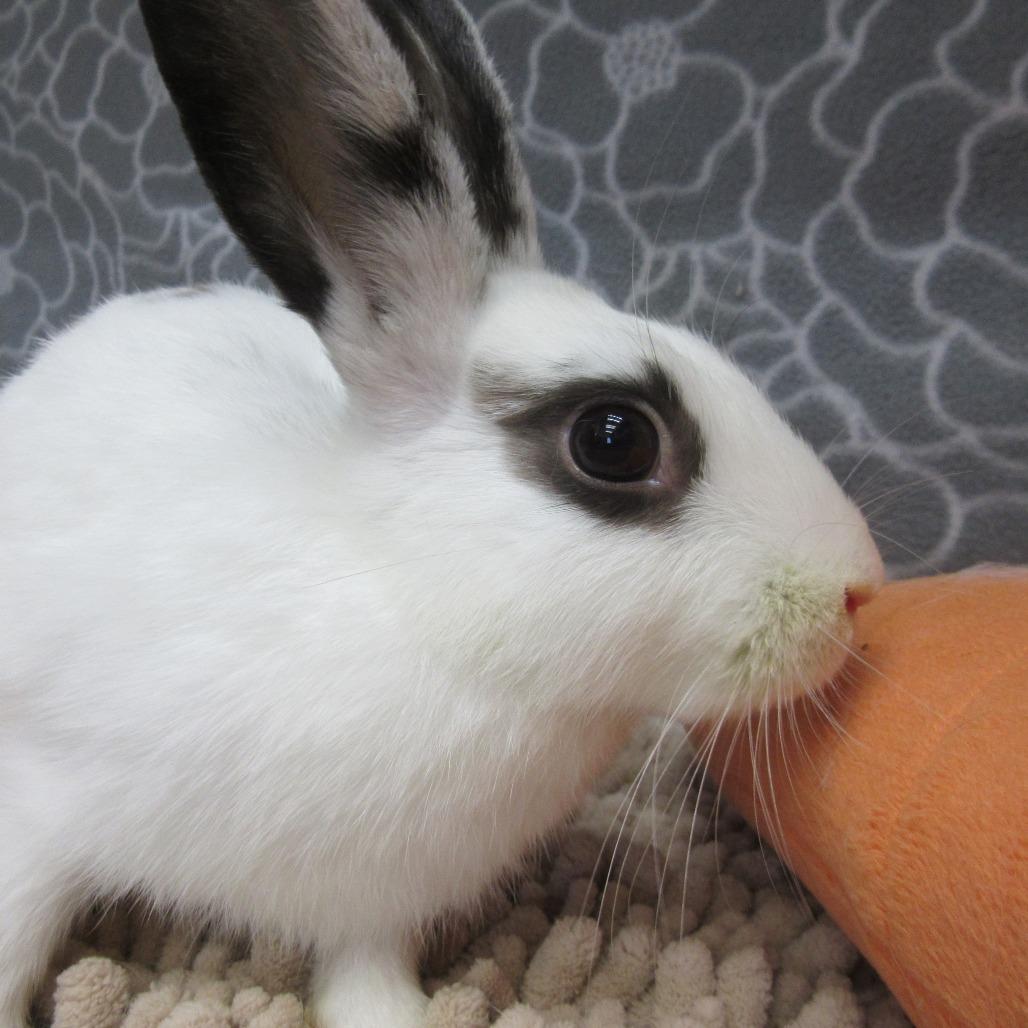 Enlarge Sesame, a Adoptable American in Newport, PA image 2/4