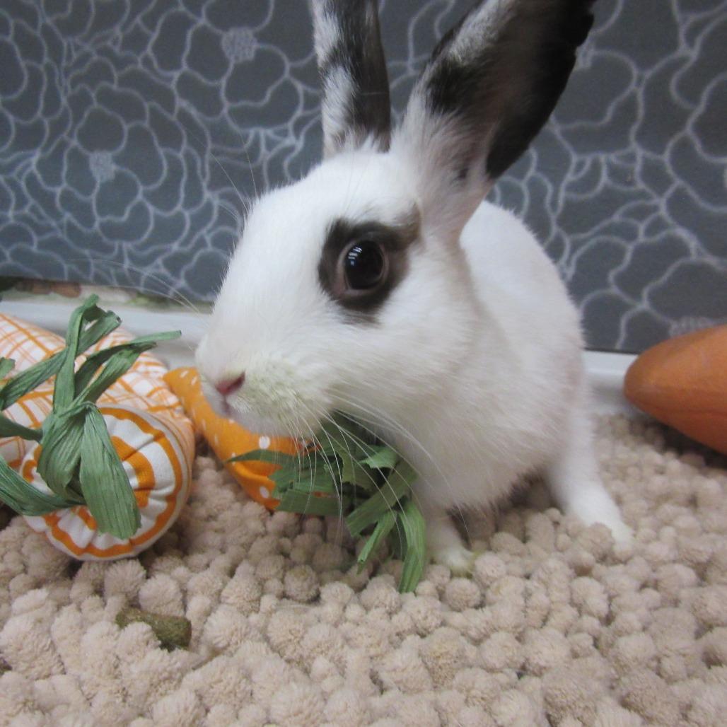 Enlarge Sesame, a Adoptable American in Newport, PA image 3/4