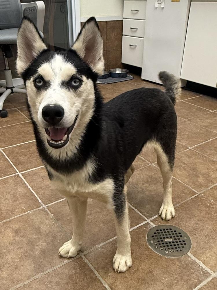 Lyonel, Adoptable, Adult Male Husky.