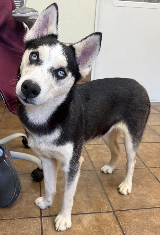 Lyonel, a Adoptable Husky in Osgood, IN image 2/4