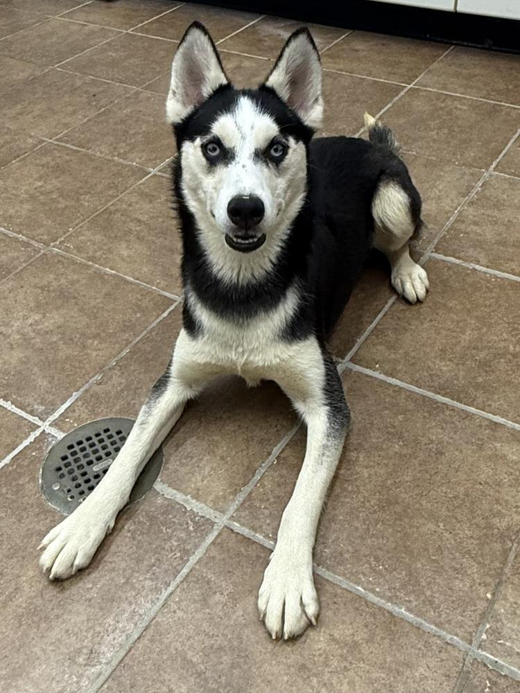 Lyonel, a Adoptable Husky in Osgood, IN image 3/4