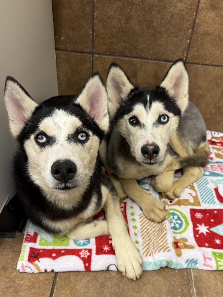 Lyonel, a Adoptable Husky in Osgood, IN image 4/4