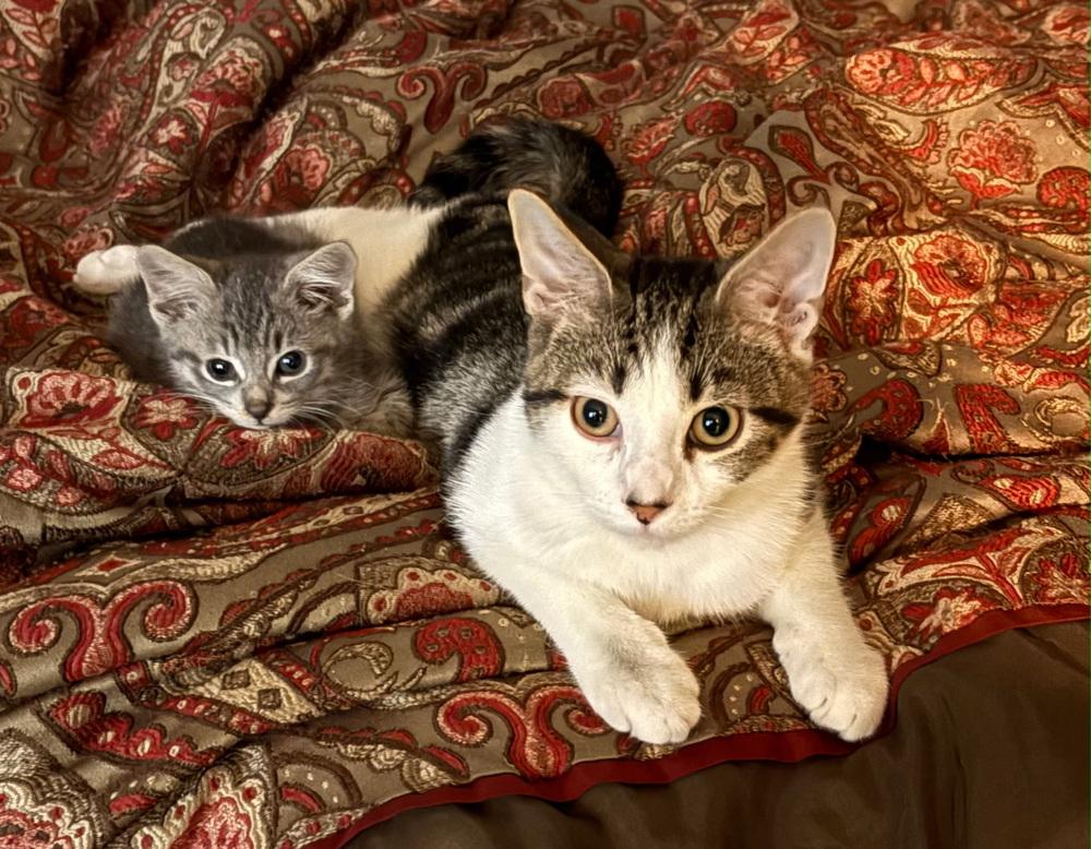 Matty Matters, Adoptable, Kitten Male Domestic Short Hair.