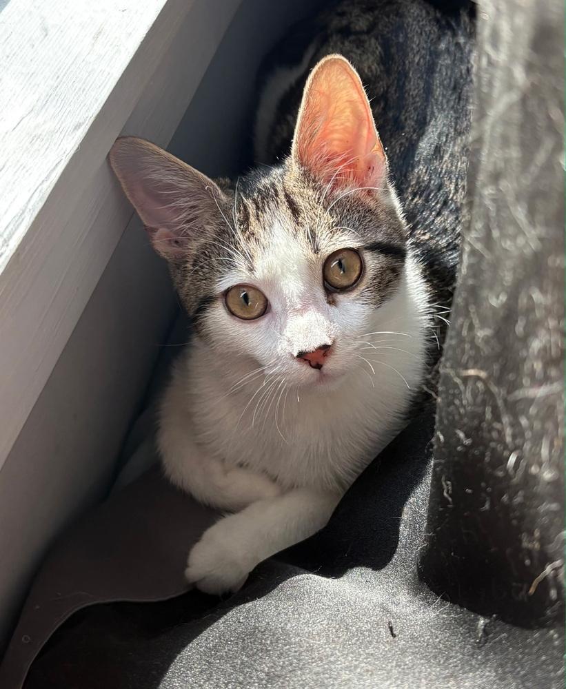 Matty Matters, a Adoptable Domestic Short Hair in Telford, PA image 2/2