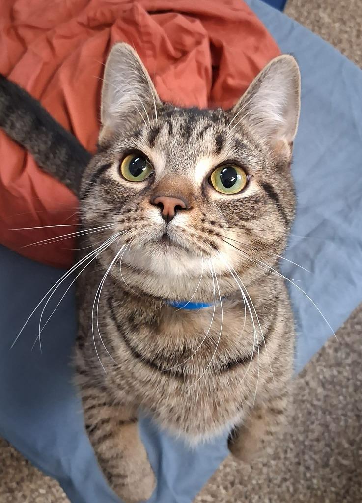 Mighty Mouse — thumbnail 4