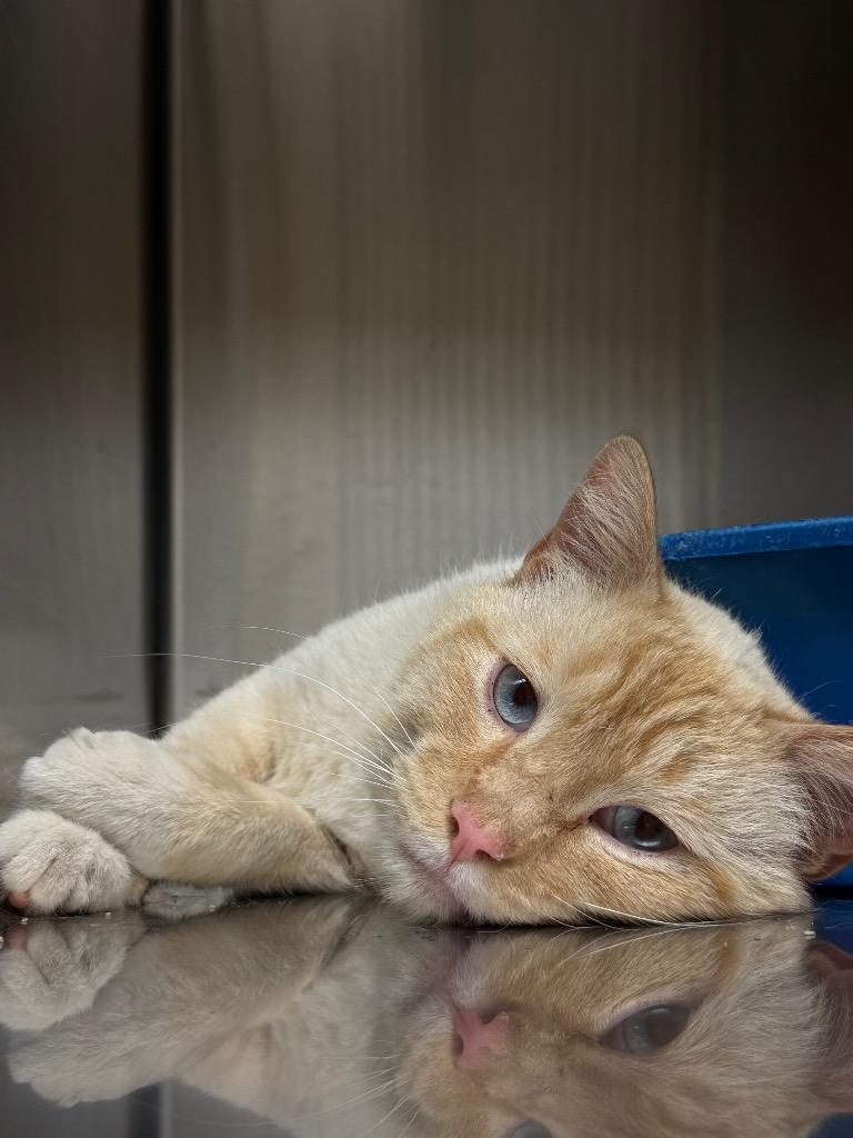 River, Adoptable, Young Male Domestic Short Hair.