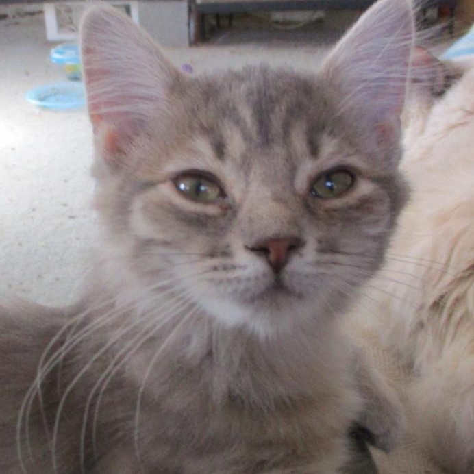 Enlarge Lucinda, an adopted Domestic Medium Hair in Woodbridge, VA image 1/2