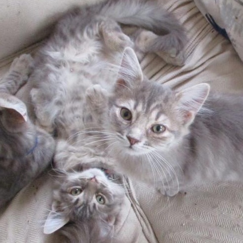 Enlarge Lucinda, an adopted Domestic Medium Hair in Woodbridge, VA image 2/2