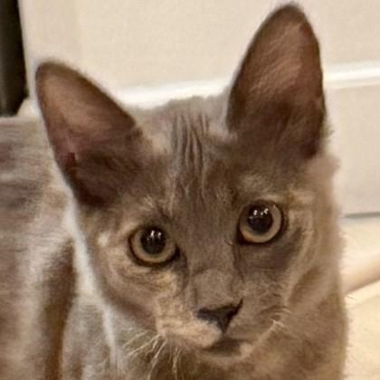Moose, Adoptable, Kitten Female Domestic Short Hair & Domestic Short Hair.