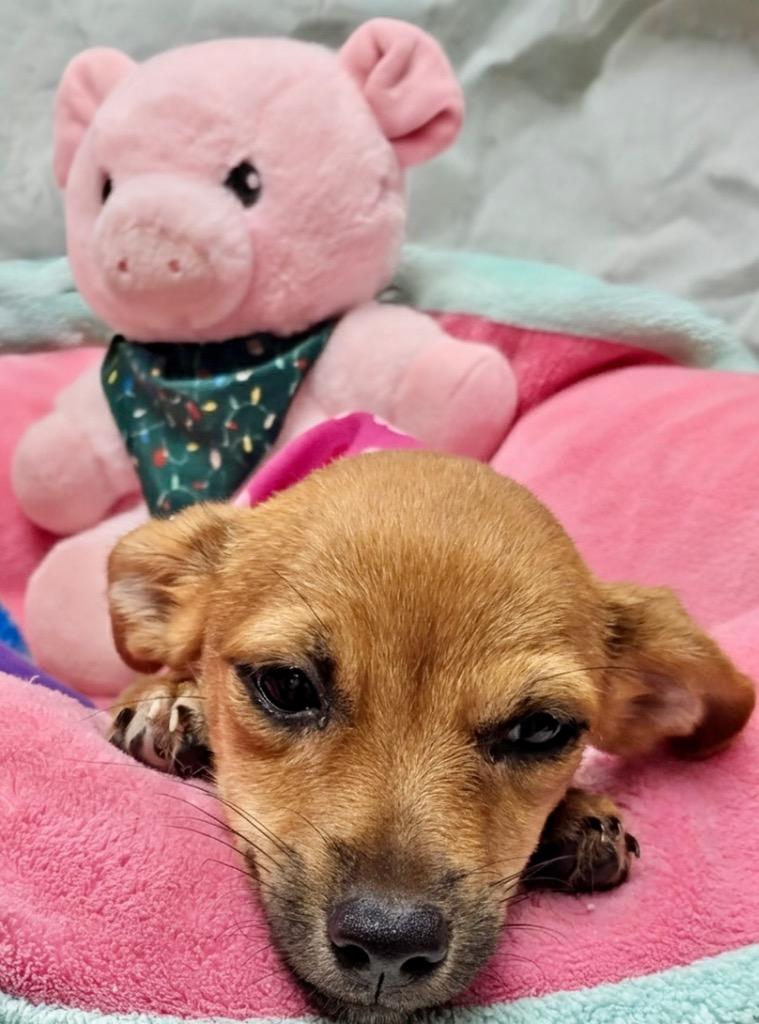 Leyla, a Adopted mixed breed in Fort Myers, FL image 1/3