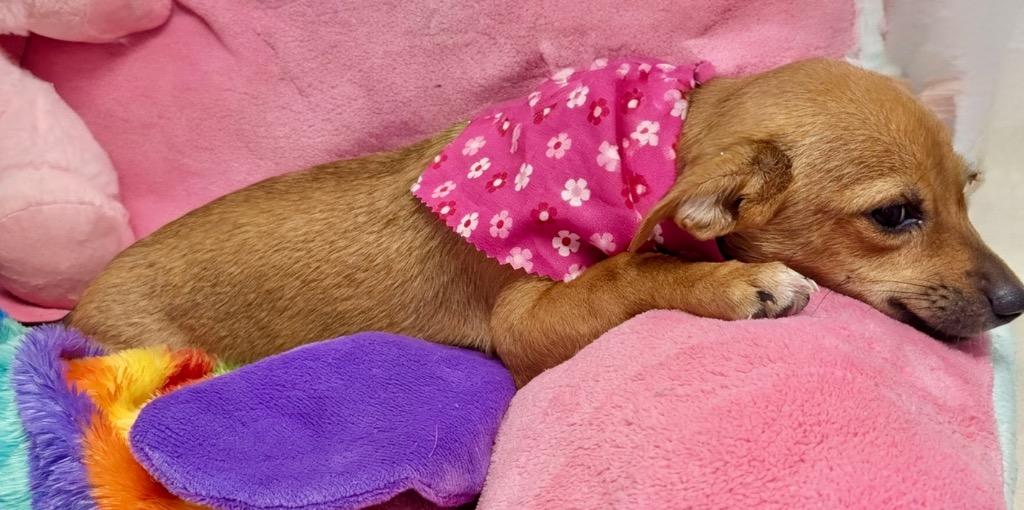 Leyla, a Adopted mixed breed in Fort Myers, FL image 2/3