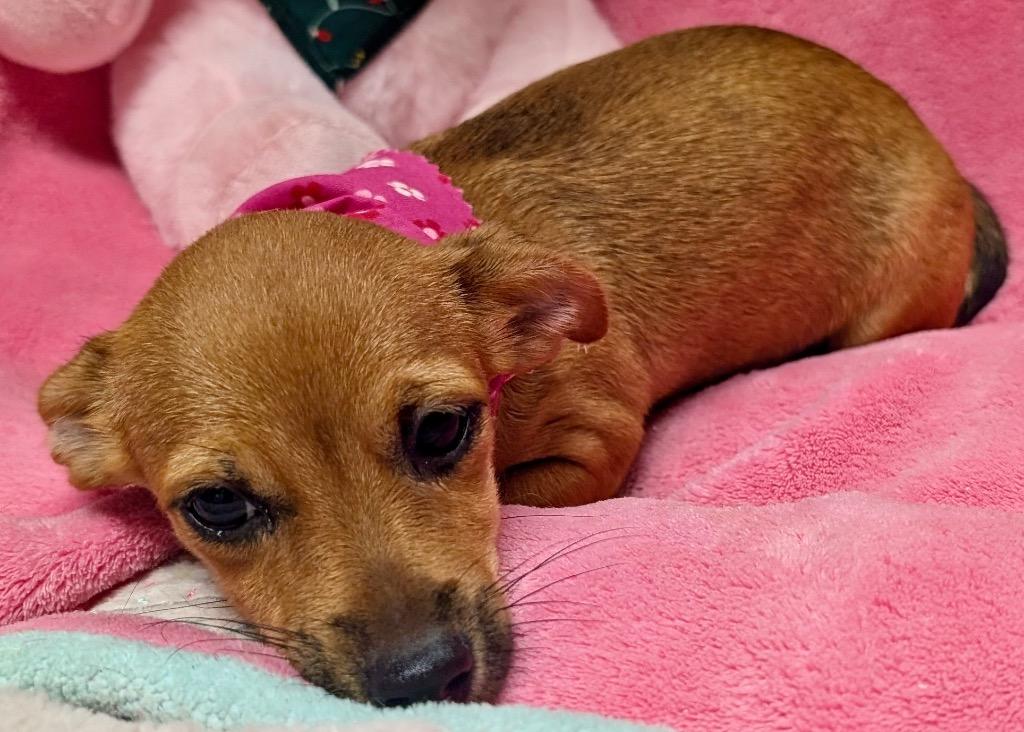 Leyla, a Adopted mixed breed in Fort Myers, FL image 3/3