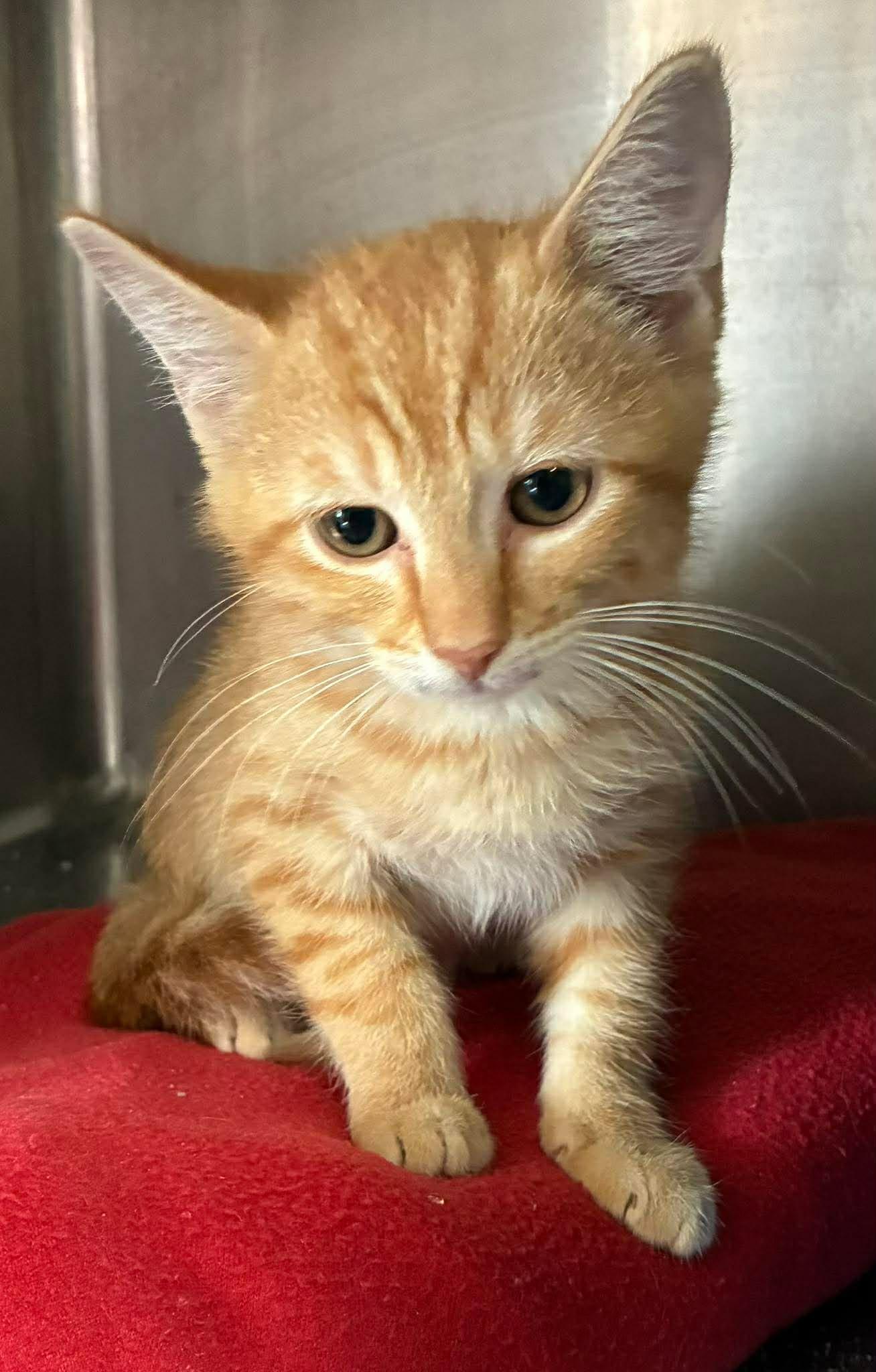 Enlarge Henry, an adopted mixed breed in Petersburg, IL image 5/5