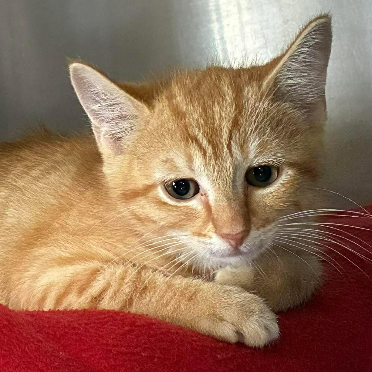 Henry, adopted, Kitten Male Domestic Short Hair & Tabby.