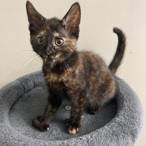 PA - Haleakala, Young Female Domestic Short Hair