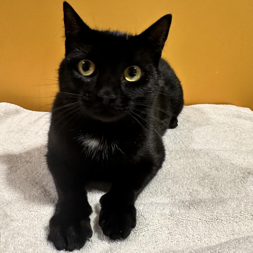 Serafina FKA Laurie, Adoptable, Adult Female Domestic Short Hair.