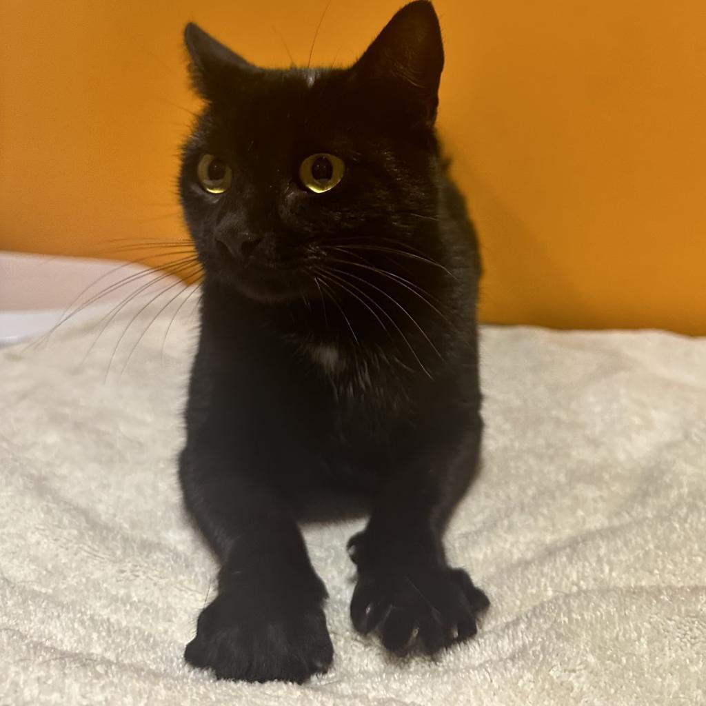 Enlarge Serafina FKA Laurie, a Adoptable Domestic Short Hair in Chesapeake, VA image 2/2