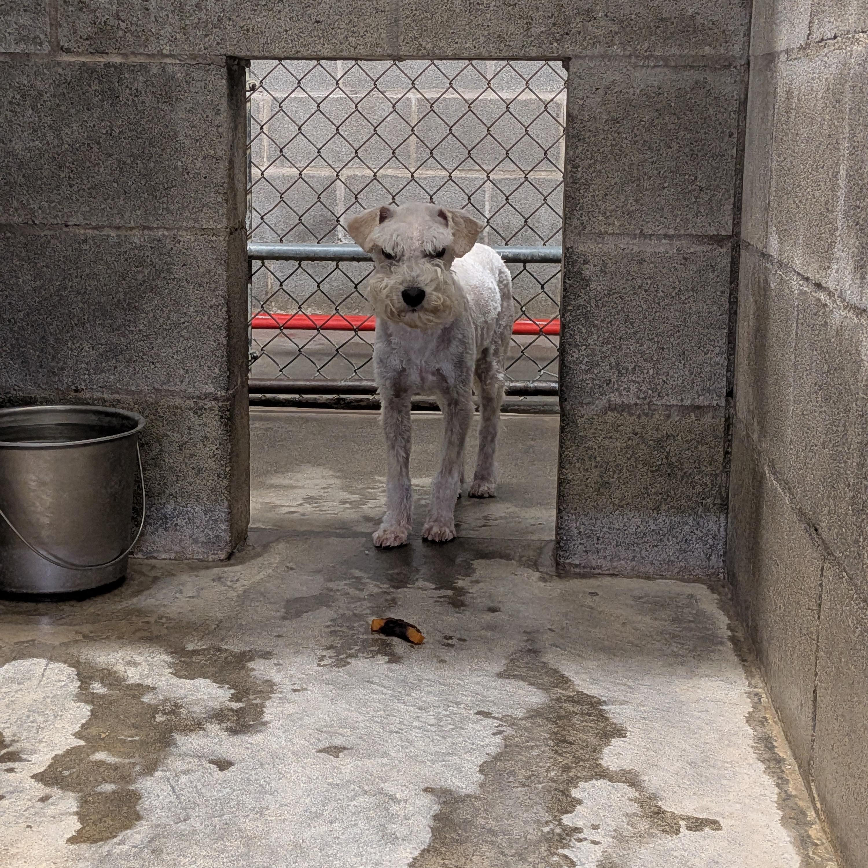 Enlarge Lucy, a ADOPTABLE mixed breed in Hermiston, OR image 1/2