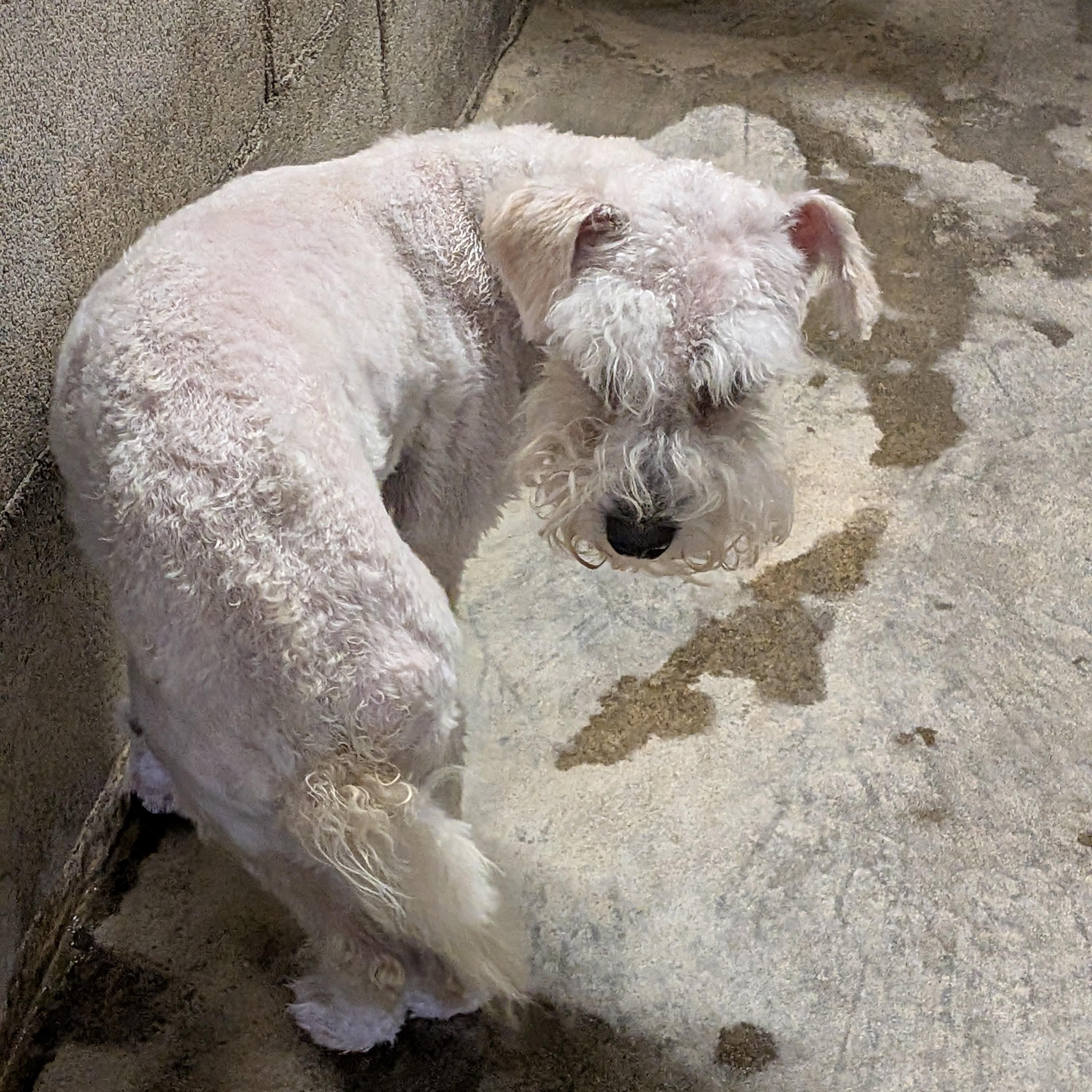 Enlarge Lucy, a ADOPTABLE mixed breed in Hermiston, OR image 2/2