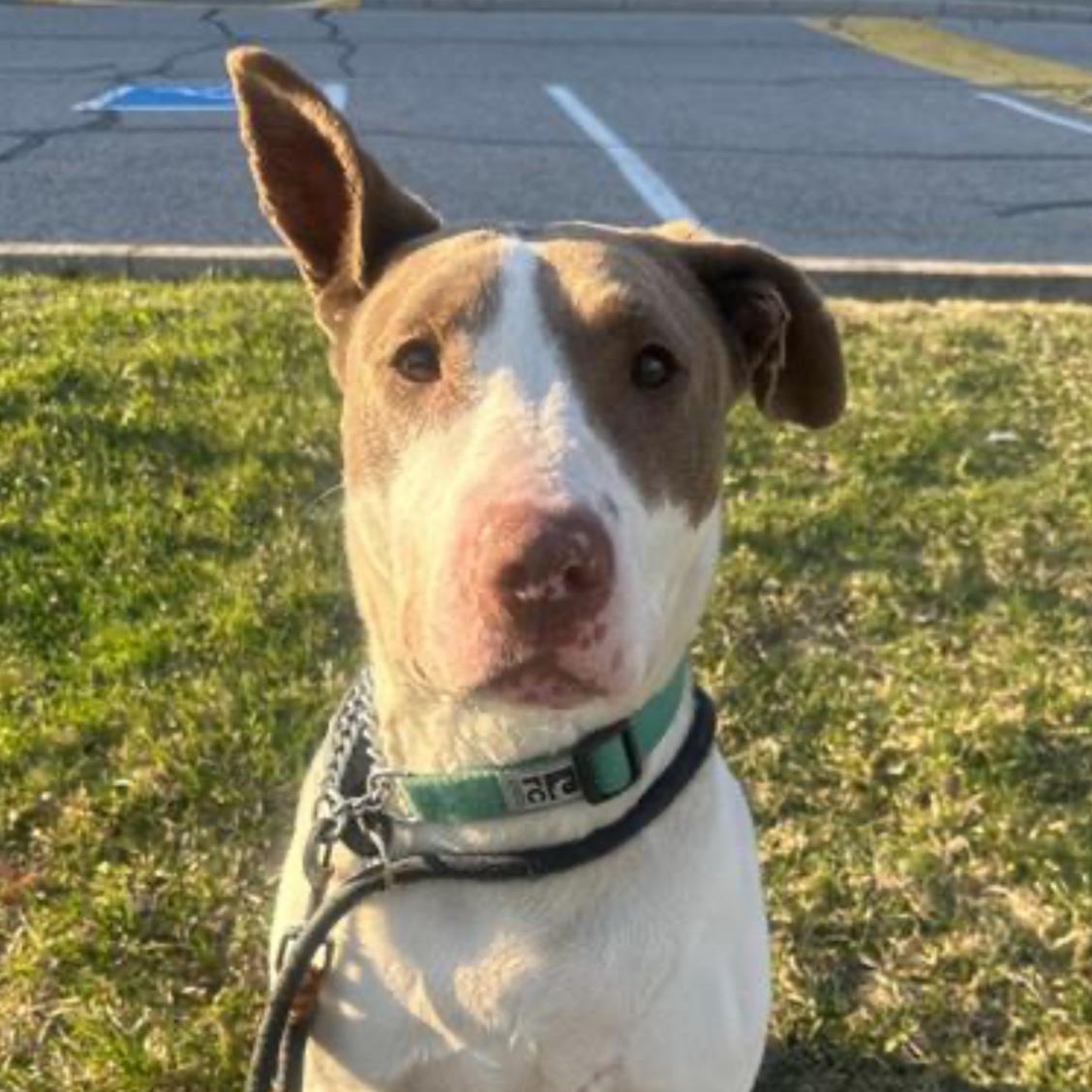 Enlarge Miracle, a Adoptable Bull Terrier in Richmond Hill, ON image 1/1