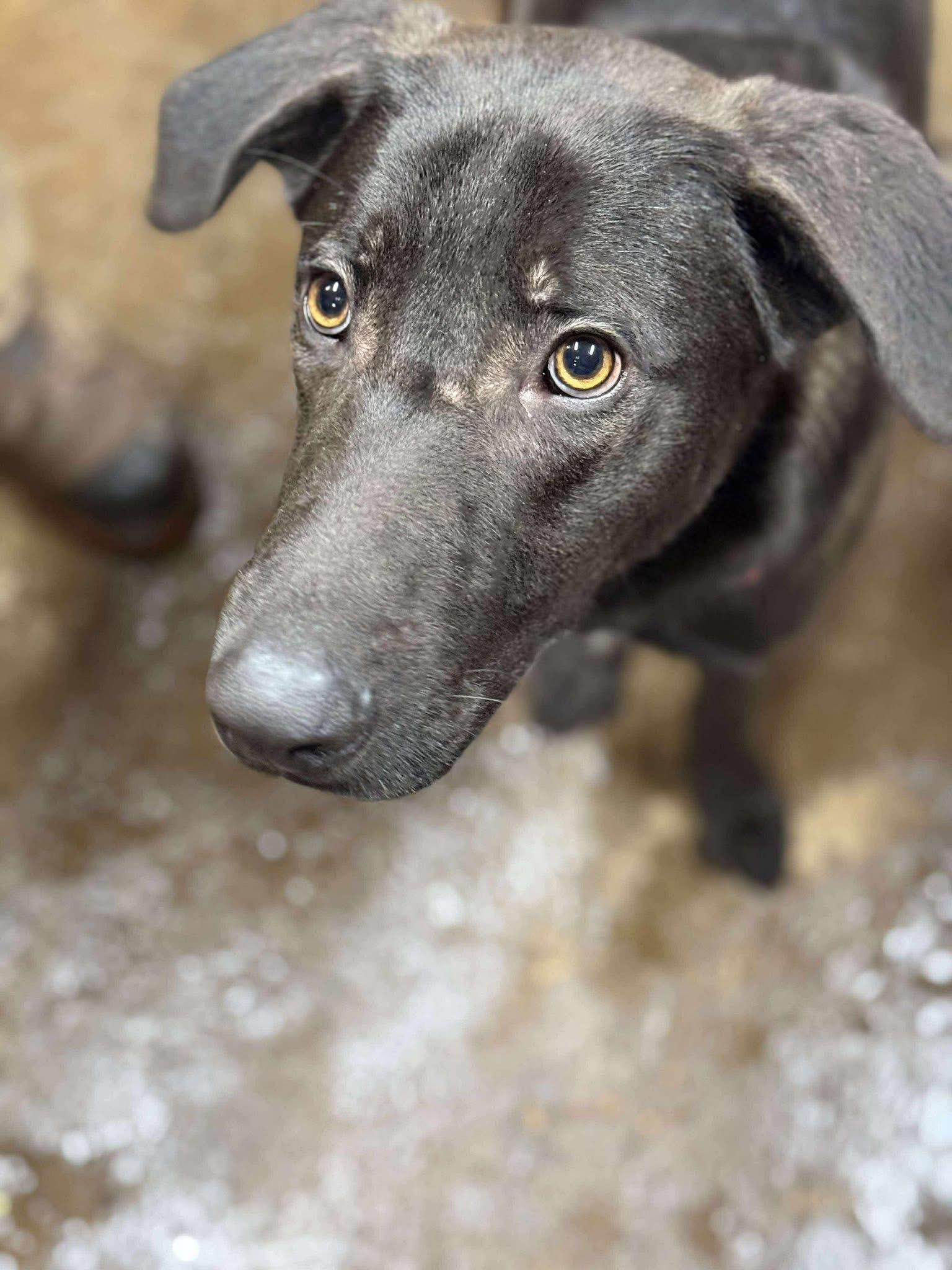 Enlarge Mazda, a ADOPTABLE mixed breed in Brooks, ME image 2/3