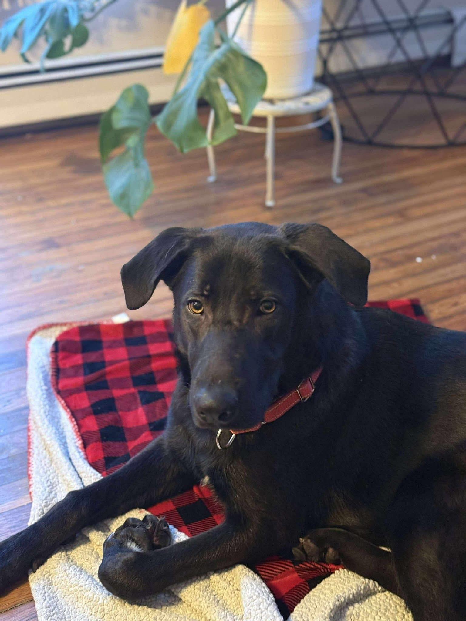 Mazda, ADOPTABLE, Adult Male Black Labrador Retriever.