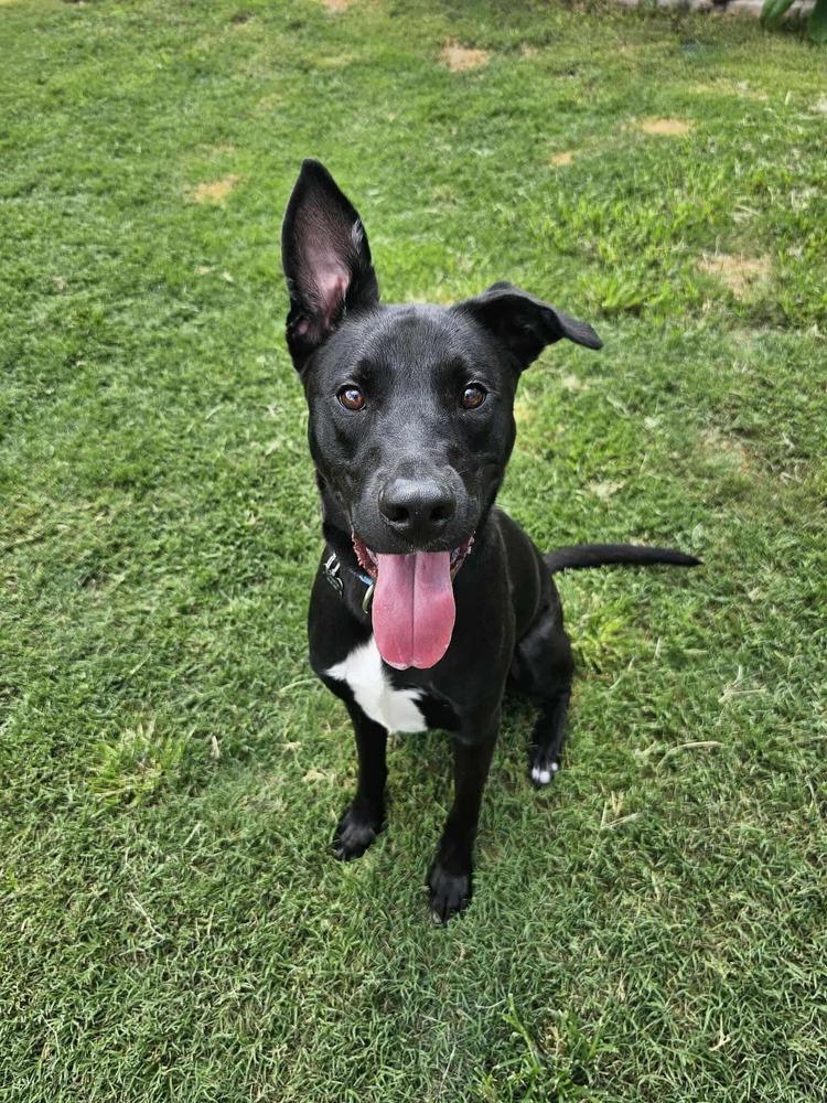 Koa, Adoptable, Adult Male Shepherd & Terrier.