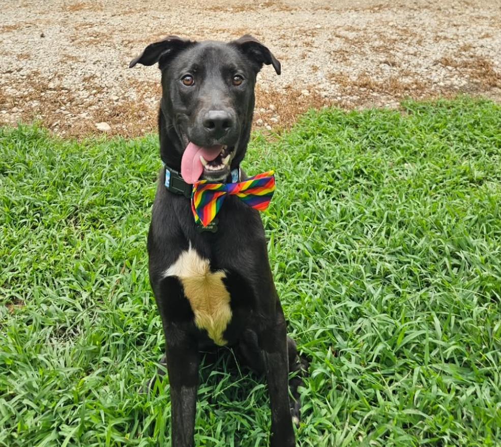 Enlarge Koa, a Adoptable mixed breed in Saugus, MA image 2/5