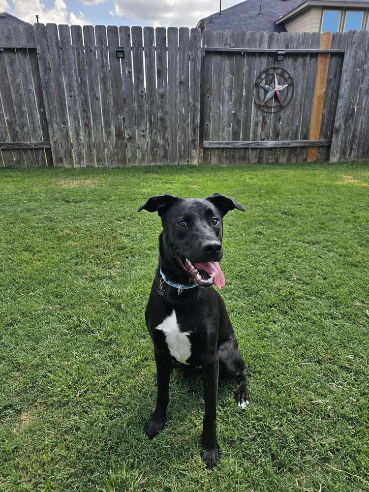 Enlarge Koa, a Adoptable mixed breed in Saugus, MA image 3/5